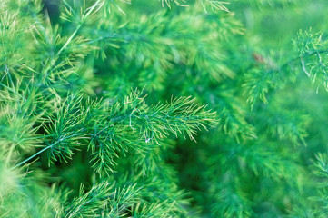 Fototapeta na wymiar Fresh green bush background