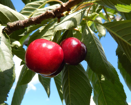 Close-up on ripe cherries