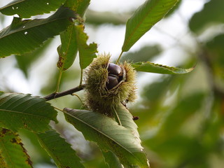 Baum des Jahres 2018