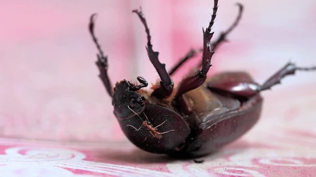 Female Rhinoceros Beetle at Laos. Big brown beetle lying on the back with his legs up. The ant hold to the armor of a bug lying on the floor.