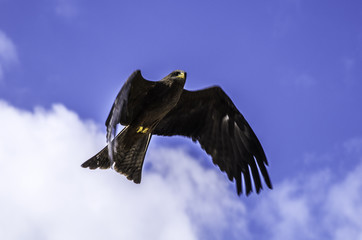 Kite