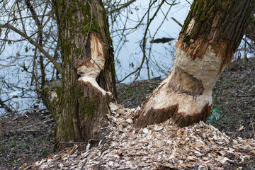 Work of a beaver, beaver cut © mylisa