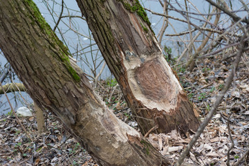 Obraz premium Work of a beaver, beaver cut