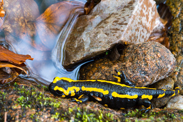 Feuersalamander (Salamandra salamandra terrestris) sitzt zwischen Felsen am Bach Ilse, Ilsetal, Harz, Ostharz, Sachsen-Anhalt, Deutschland