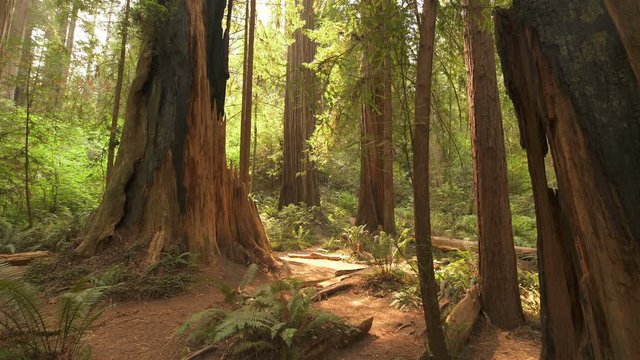 Redwood National Park Giant Trees in Rain Forest
