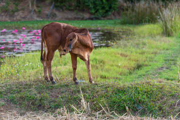 Naklejka na ściany i meble The young brown calf looking back in the field