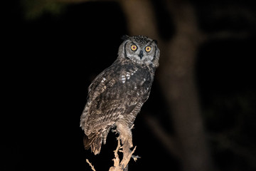 This Spotted Eagle-owl was perched on top of a tree waiting patiently to attack its next prey