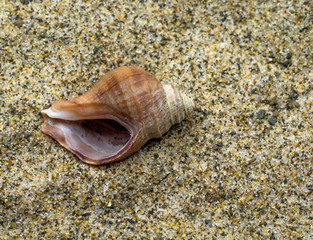 Single Seashell in the Sand