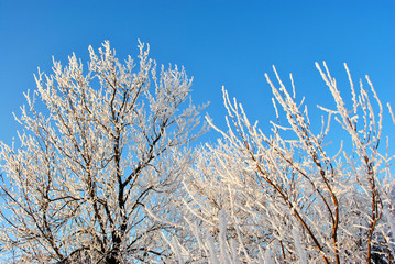 Branches with hoarfrost on them on the background of blue sunny winter sky