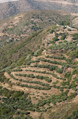 Fototapeta na wymiar Berglandschaft mit Olivenfeldern