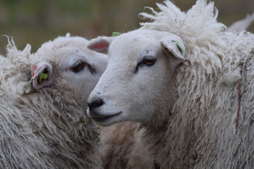 Fototapeta premium Sheep close-up in the meadow in the netherlands