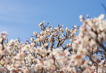 春の梅の花