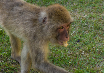 ピーナッツを食べる猿