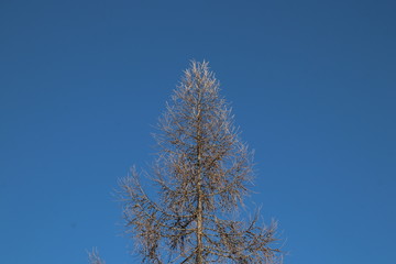 Baum im Winter, Tirol