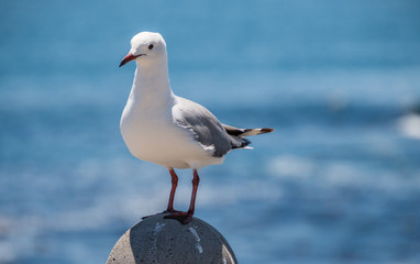Seagull perching on rock by the sea