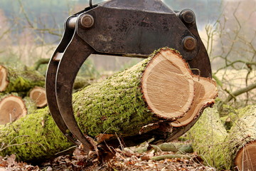 Holzzange hebt Baumstämme nach der Baumfällung