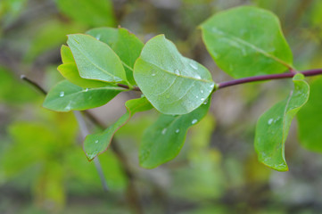The green leaf with drops