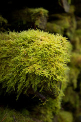 MOSS COVERED LOG