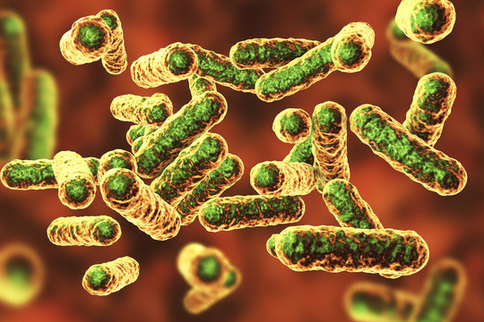 Bartonella quintana bacteria, the causative agent of trench fever, formerly known as Rochalimaea bacteria, 3D illustration