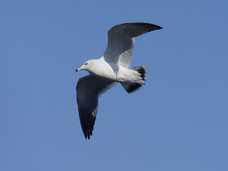 Black-tailed gull, Larus crassirostris