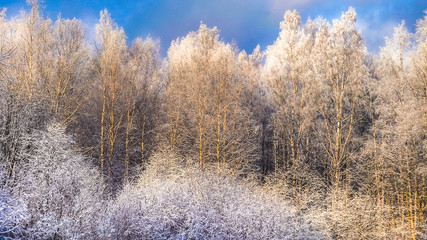 Winter landscape with snow covered trees and the sun.
