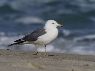 Black-tailed gull, Larus crassirostris