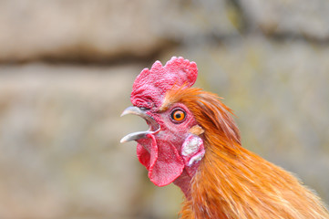 Big rooster  with a red comb and a yellow beak. Rooster chicken cockcrow in the morning