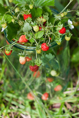 Obraz premium Sprigs of strawberries in a glass jar on green grass, close-up. Bouquet of wild strawberry.
