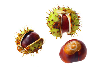 Horse-chestnut (Aesculus) isolated on white