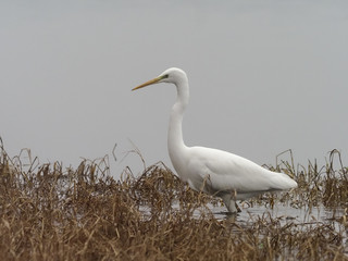 Great-white egret, Ardea alba