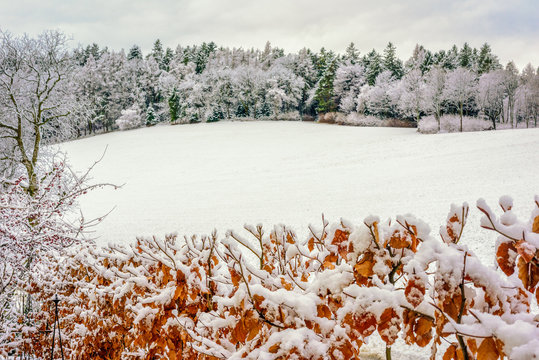Outdoor idyllic winter color image of a red brown copper beech with leaves in front of a snow field, an old cherry tree and a forest