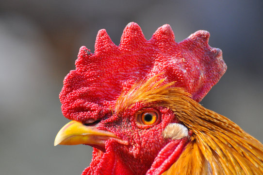 Rooster head. Close up photo of big cock outside
