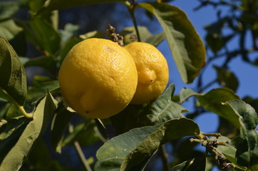 Lemontree