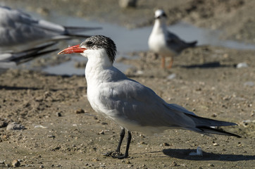 Sterne caspienne,.Hydroprogne caspia, Caspian Tern