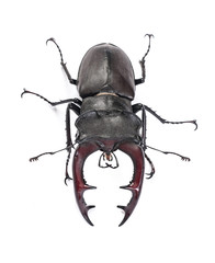 Closeup view of male bug (Lucanus cervus) isolated