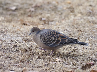 Oriental turtle-dove, Streptopelia orientalis