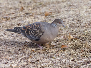 Oriental turtle-dove, Streptopelia orientalis