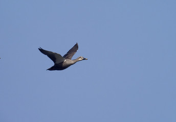 Spot-billed duck, Anas poecilorhyncha