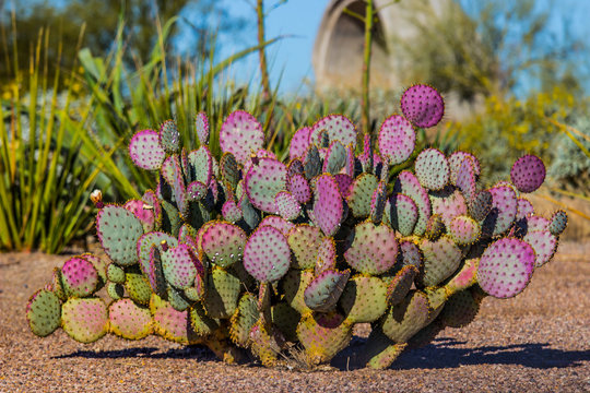 Purple Prickly Pear Cactus