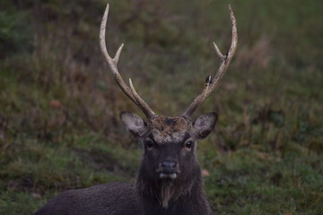 Hirsch frontal