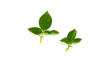 Green rose leaf isolated on white background