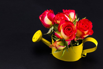 Bouquet of roses in watering can on a black background closeup.With copy space