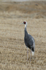 White-naped crane, Grus vipio