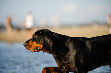 Black and tan Coonhound dog outdoor portrait walking through water