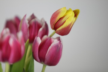 Tulpen