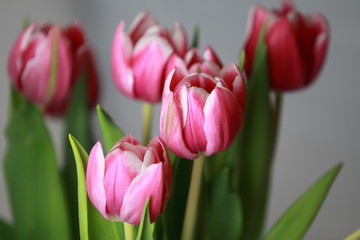 Tulpen