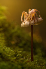 Micrommata virescens spider in nature on brown mushroom. Amazing fairy magic merry artistic image. Majestic scene of animal wildlife close up.