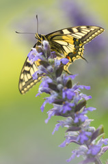 Beautiful butterfly on flower with soft green background. Papilio Machaon butterfly in wild nature