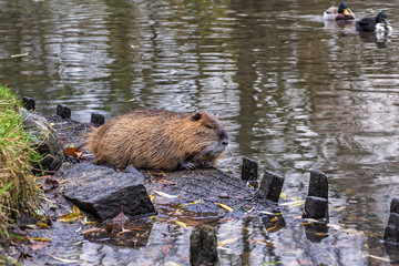 Nutria