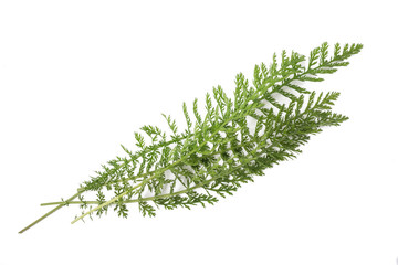 Yarrow (achillea millefolium) © Scisetti Alfio